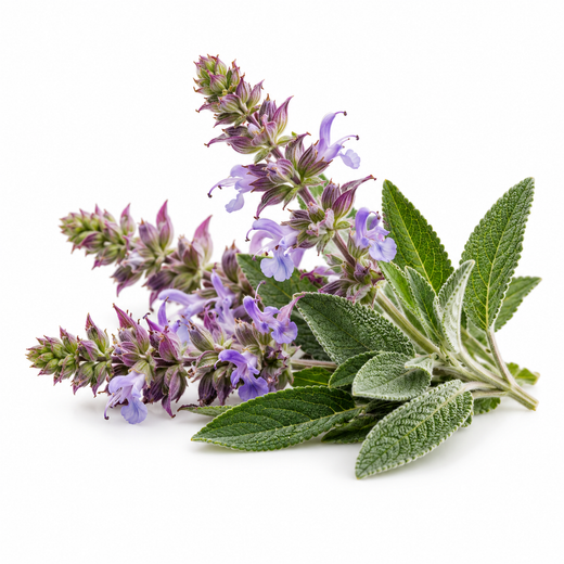 Clary Sage