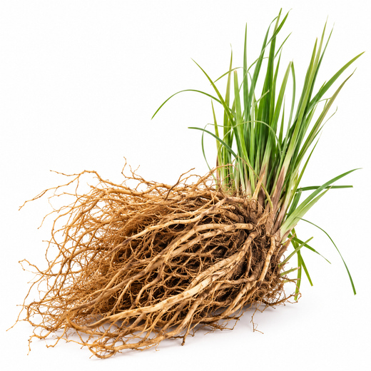 Haitian Vetiver