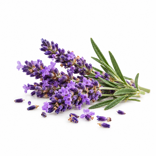 French Lavender